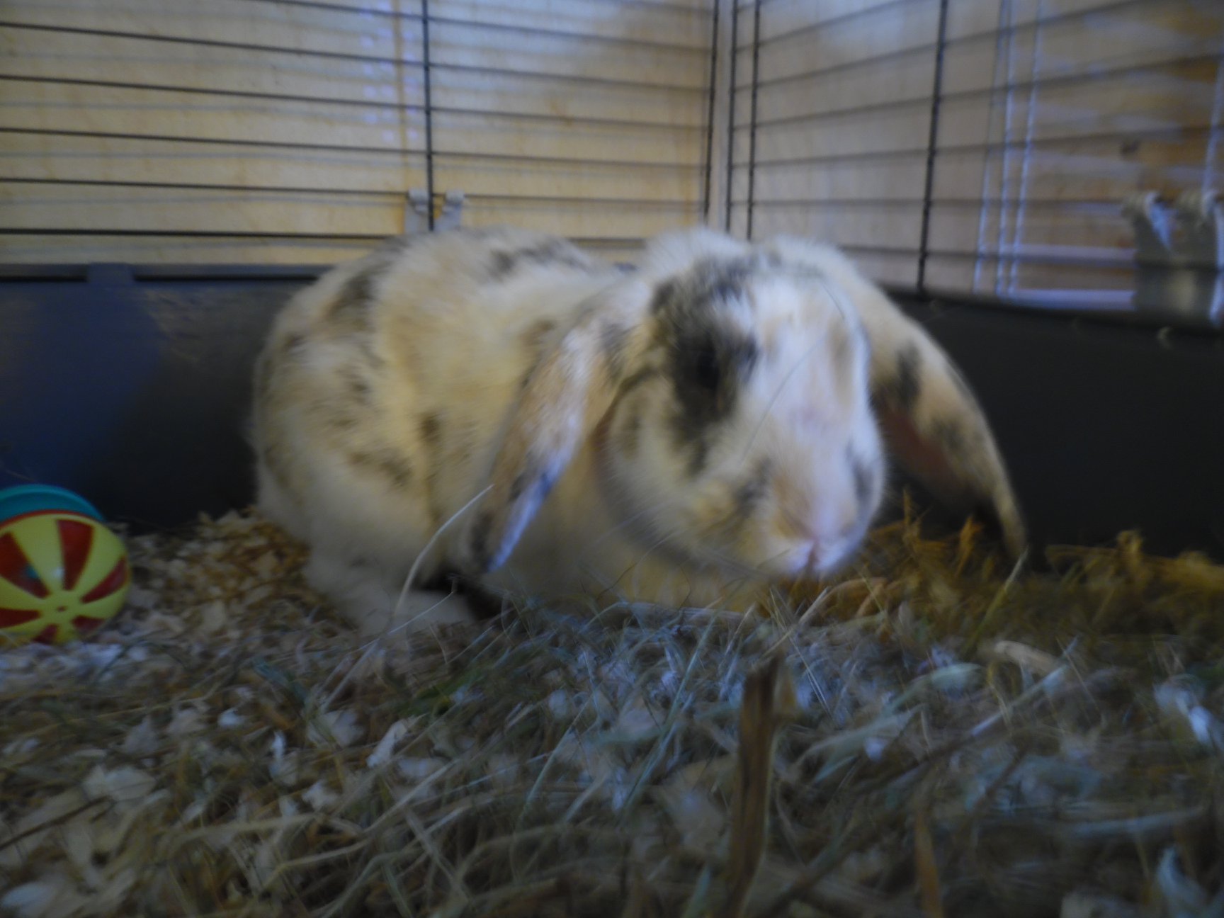 Greenwich rabbit rescue | Facebook