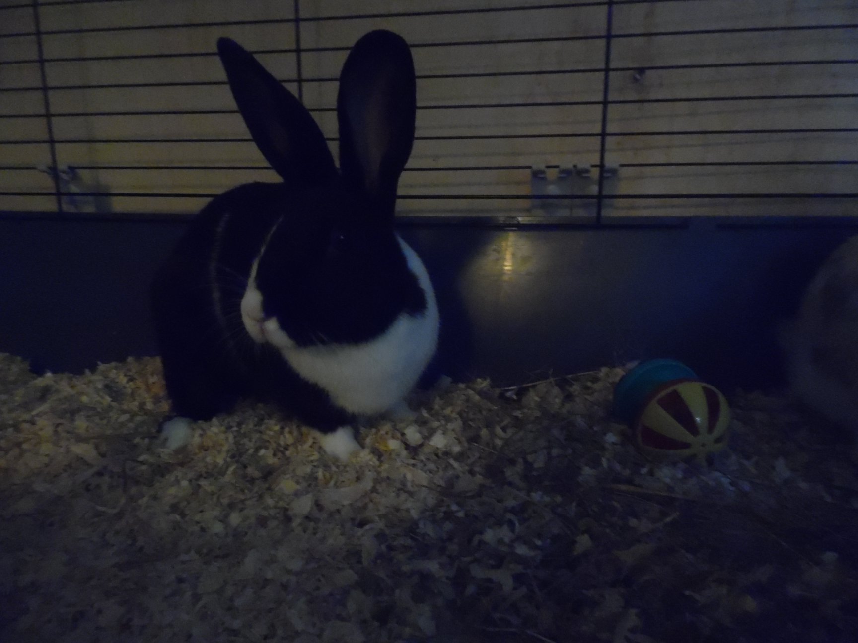 Greenwich rabbit rescue | Facebook