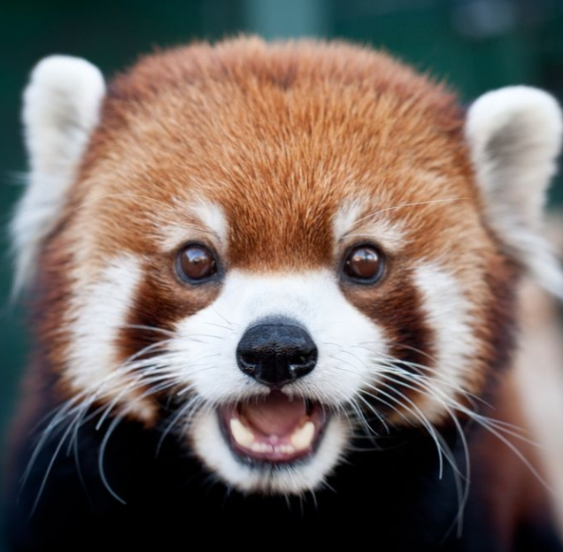 Le Panda Roux Le Plus Mignon Du Monde Ce Mignon Panda Roux 🐼