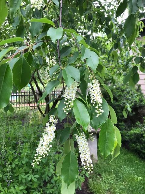 Benefits of native black cherry trees for wildlife