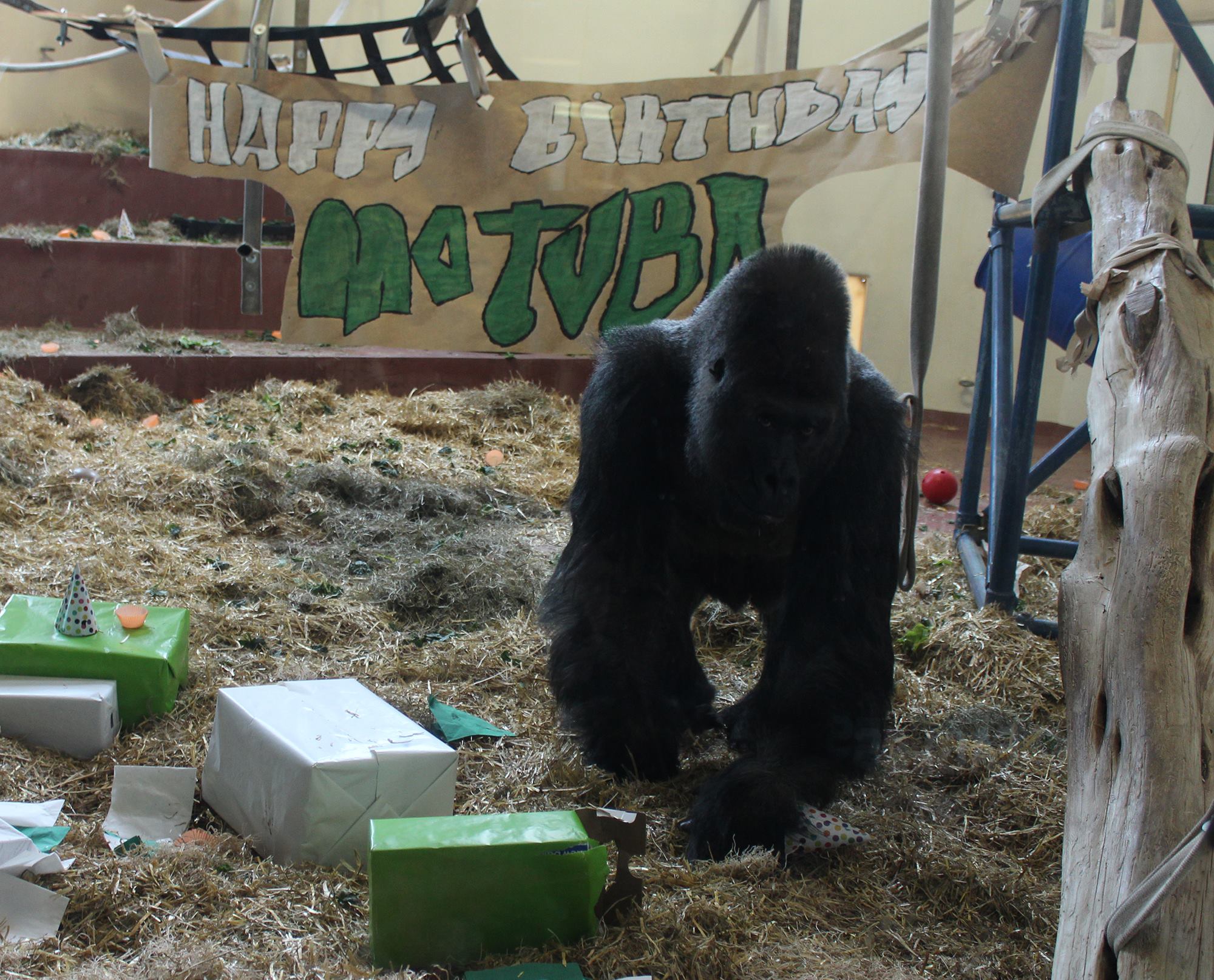Philadelphia - Happy 33rd birthday to Motuba, Philadelphia Zoo's ...