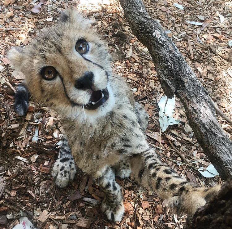 Australia - “Excuse me, is it the weekend yet?” 🐆 Lawrence, our