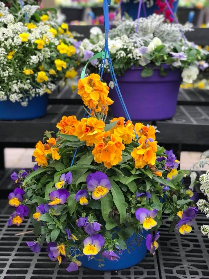 PANSYS ARE HERE! 🌼 Our... - The Watering Can Flower Market | Facebook