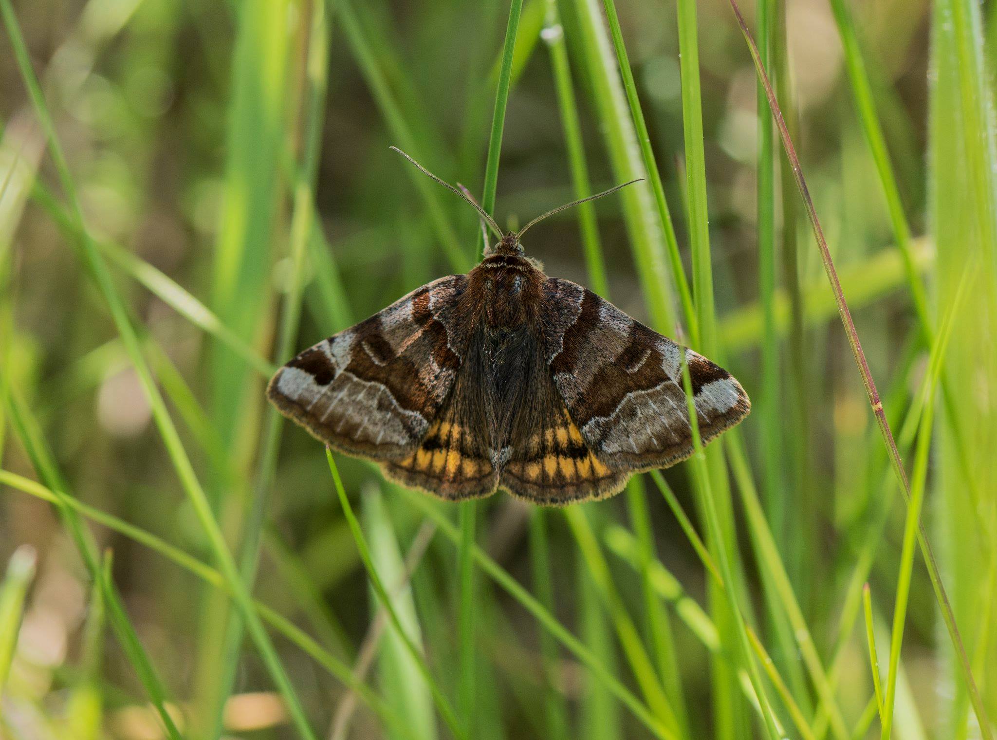 Insects and other Invertebrates of Britain and Europe | I'd be grateful ...