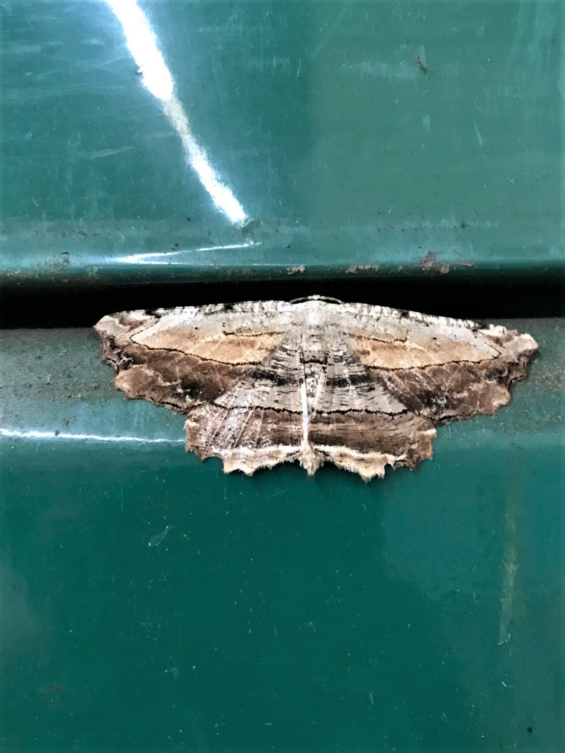 It was the 1st time this moth has been spotted here in New Jersey.