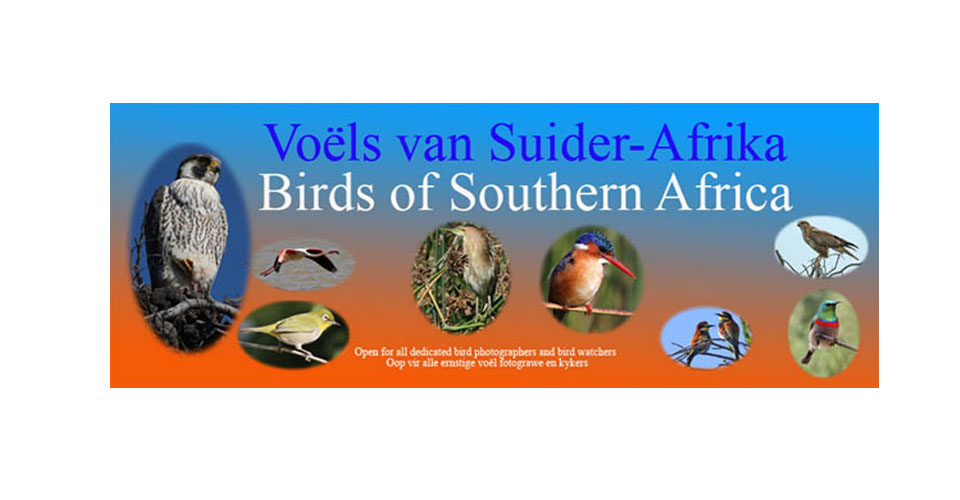 South African Birds | What can he be. A first timer. Penhill Cape town ...