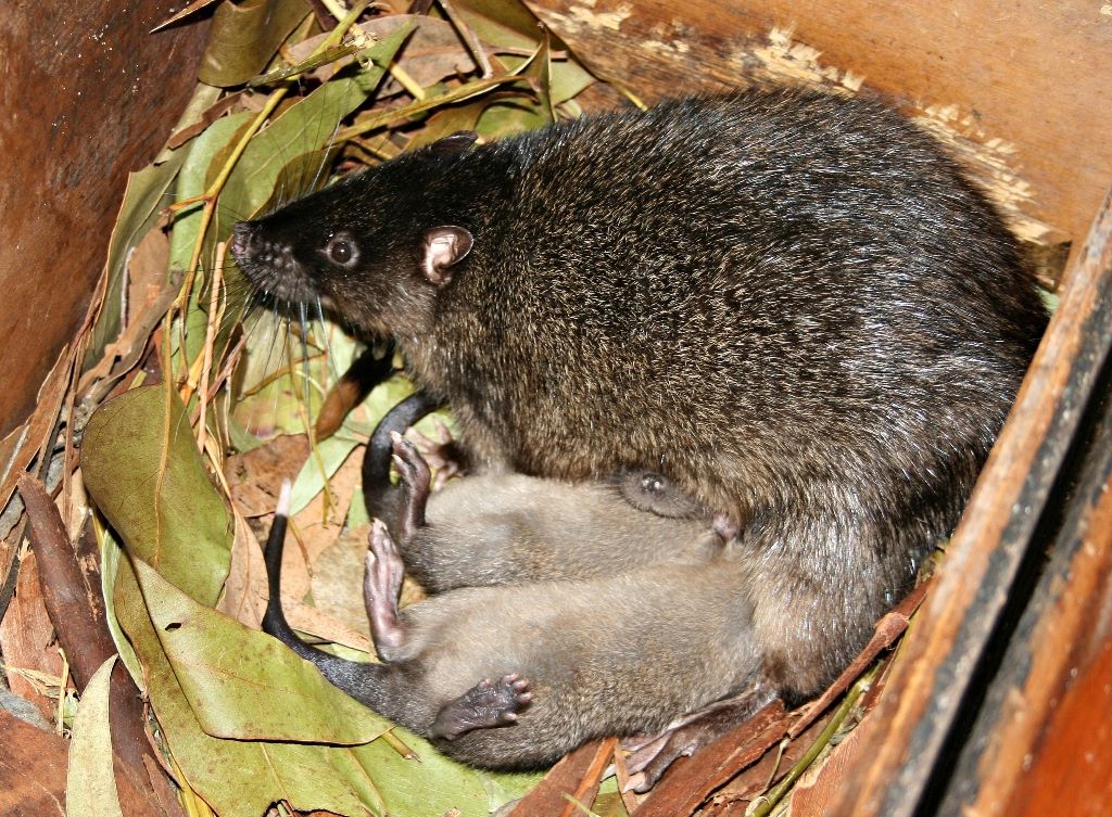 Perth Zoo - #ThrowbackThursday to these native Rakali babies hiding ...