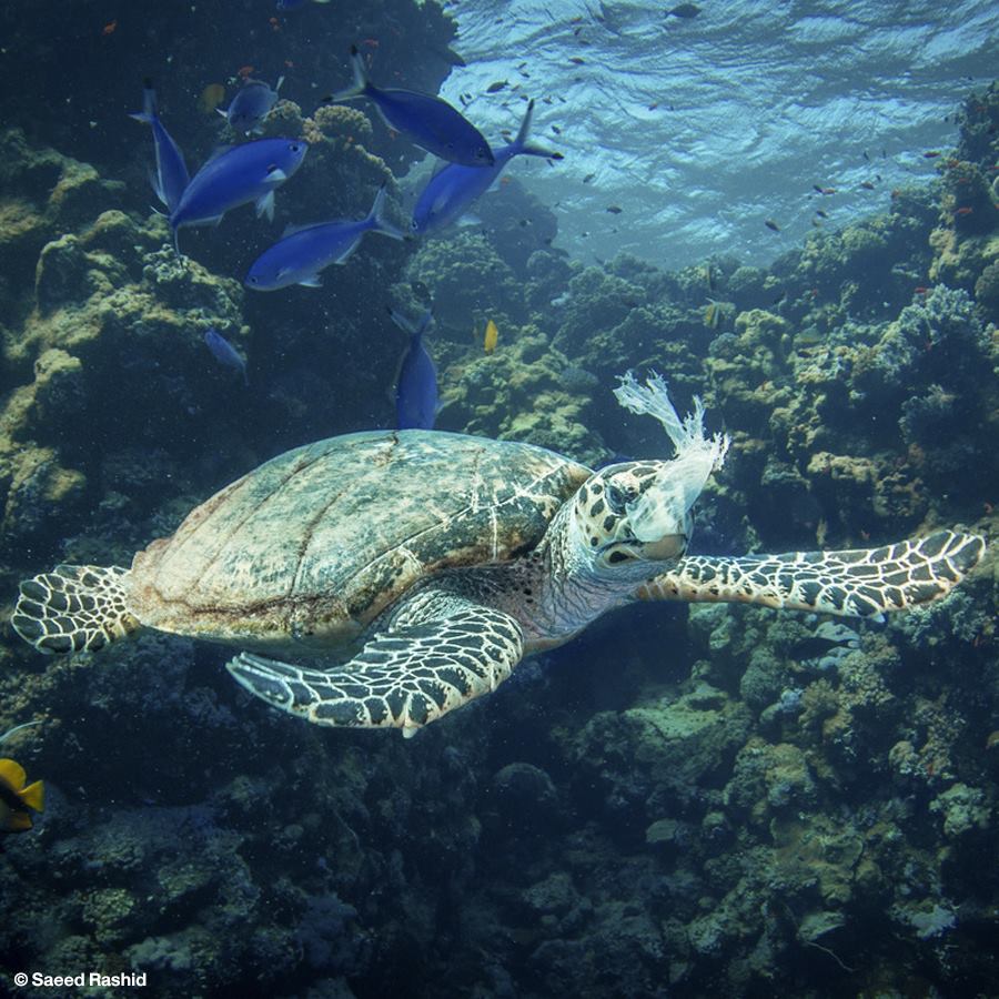 Saeed Rashid... - Greenpeace Thailand | Facebook