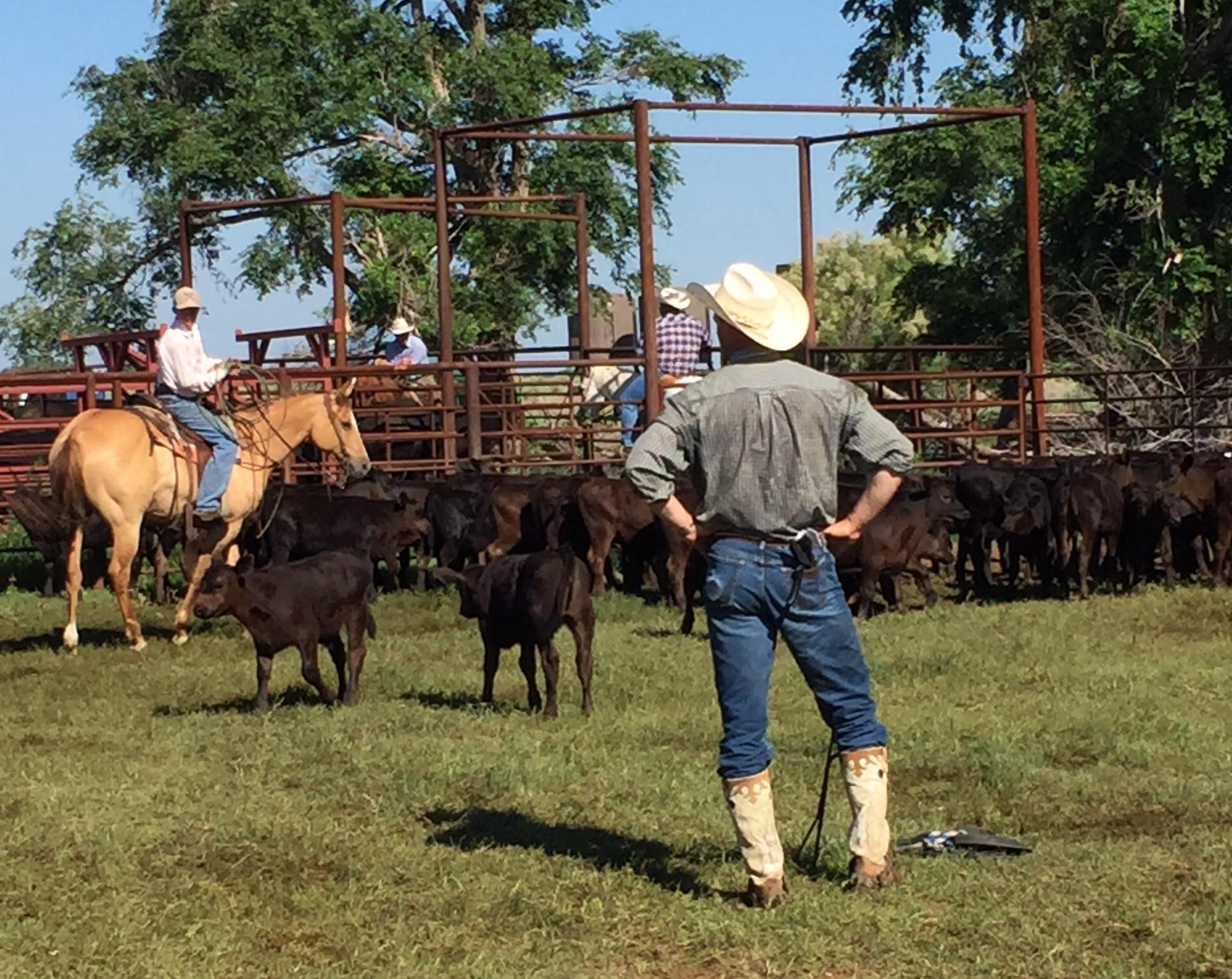 Chef Alli - A few more pics from the Woolfolk Ranch. I had...