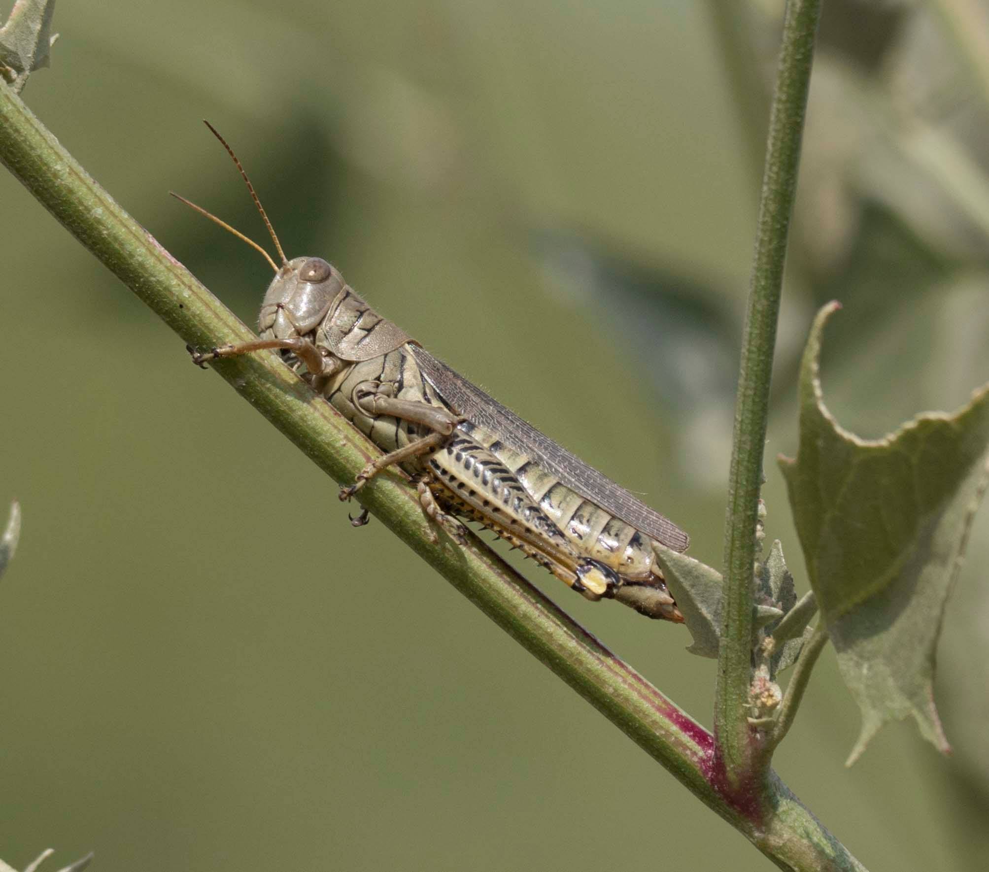 Found this large grasshopper in the corral, would love an ID