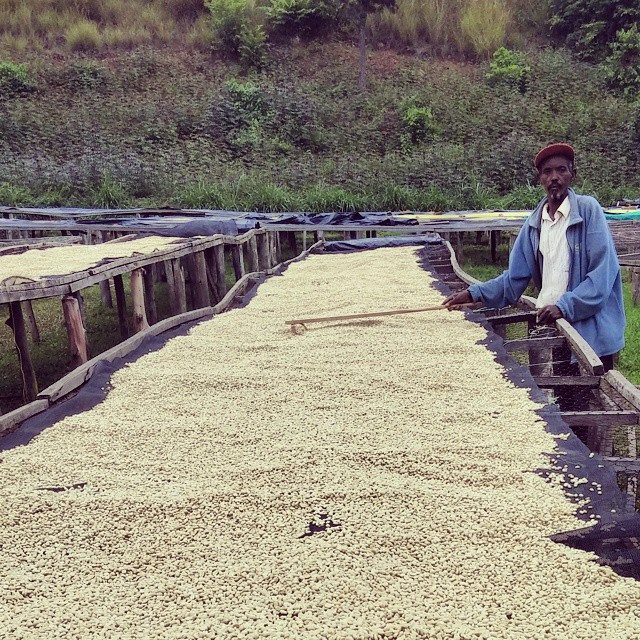 Olympia Coffee Roasting Co. - As the parchment is drying, the coffee is ...