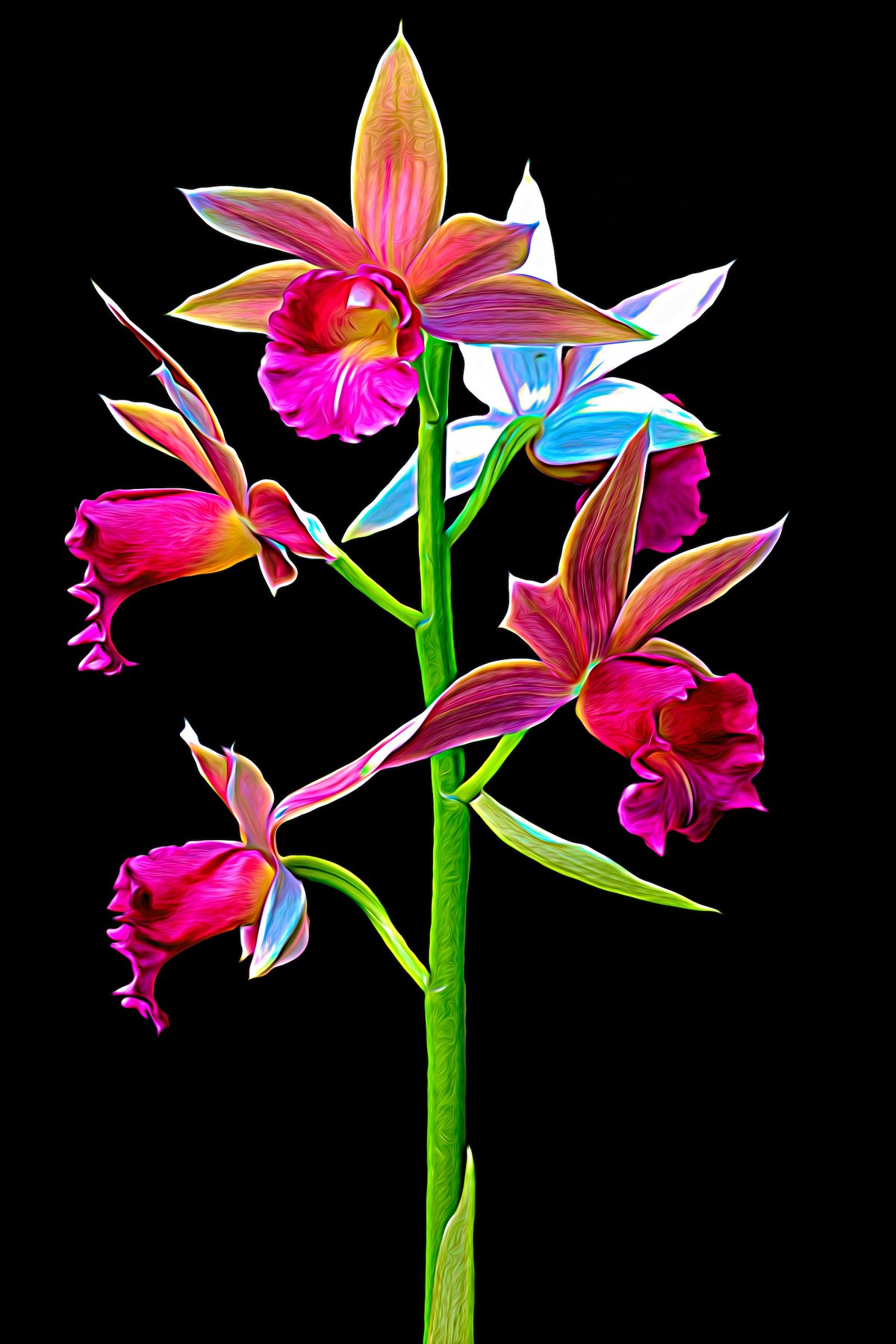 Myanmar wild orchid species collection