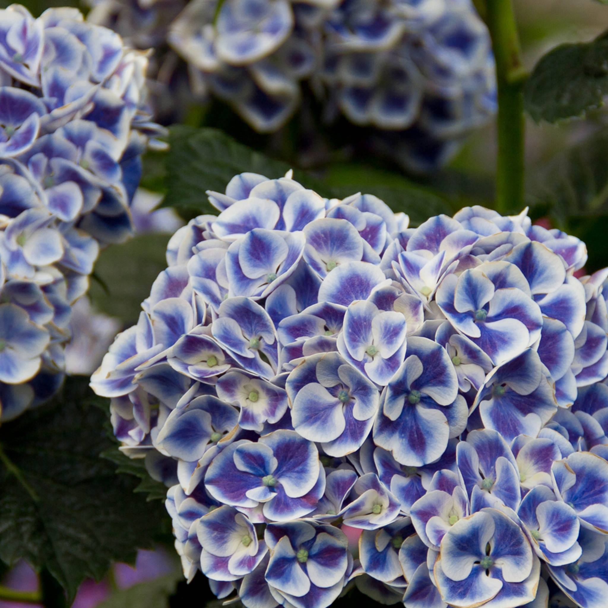 Which hydrangea is your favorite?