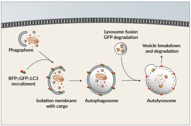 弘晉有限公司 - [InvivoGen Autophagy Reporter Cells]...