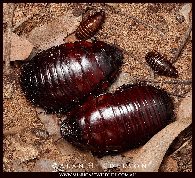 The wait is over! Our young Giant... - Minibeast Wildlife