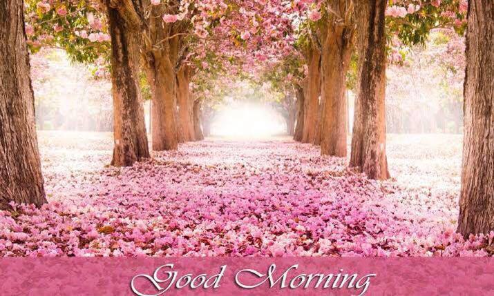 Cini Nicholas