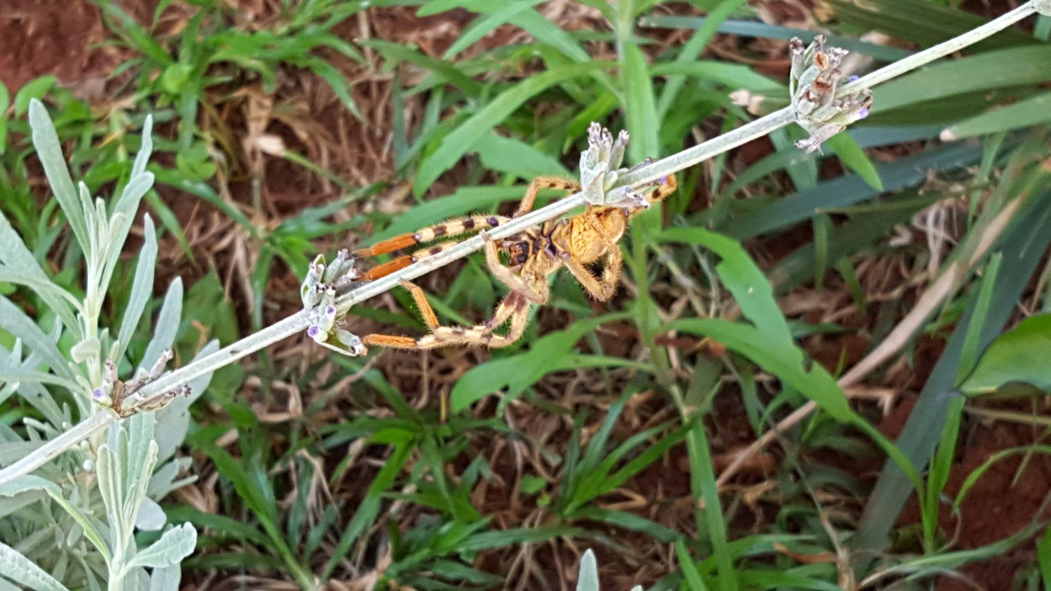 What spider species is this and is it dangerous?