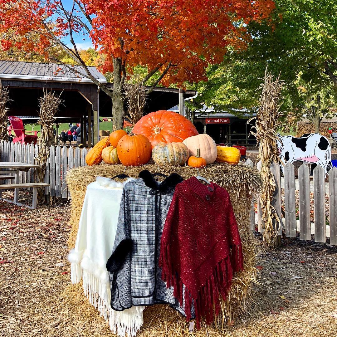 Fall is a great time to flaunt your... - Springridge Farm | Facebook