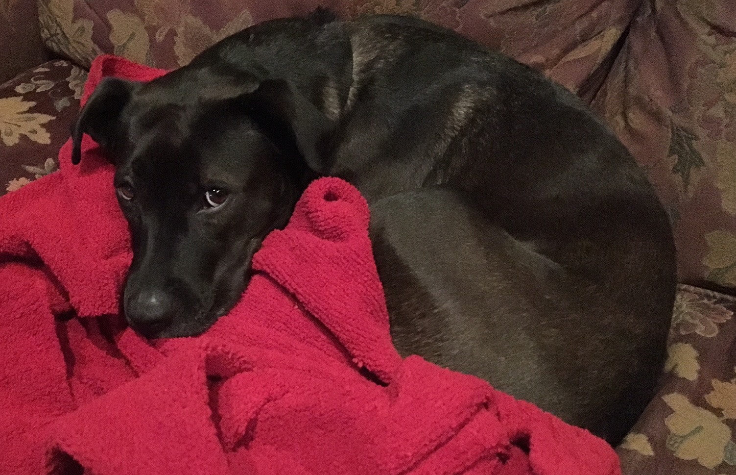🐾 Missy 🐾 Meet Missy, one of our newest canine friends! This