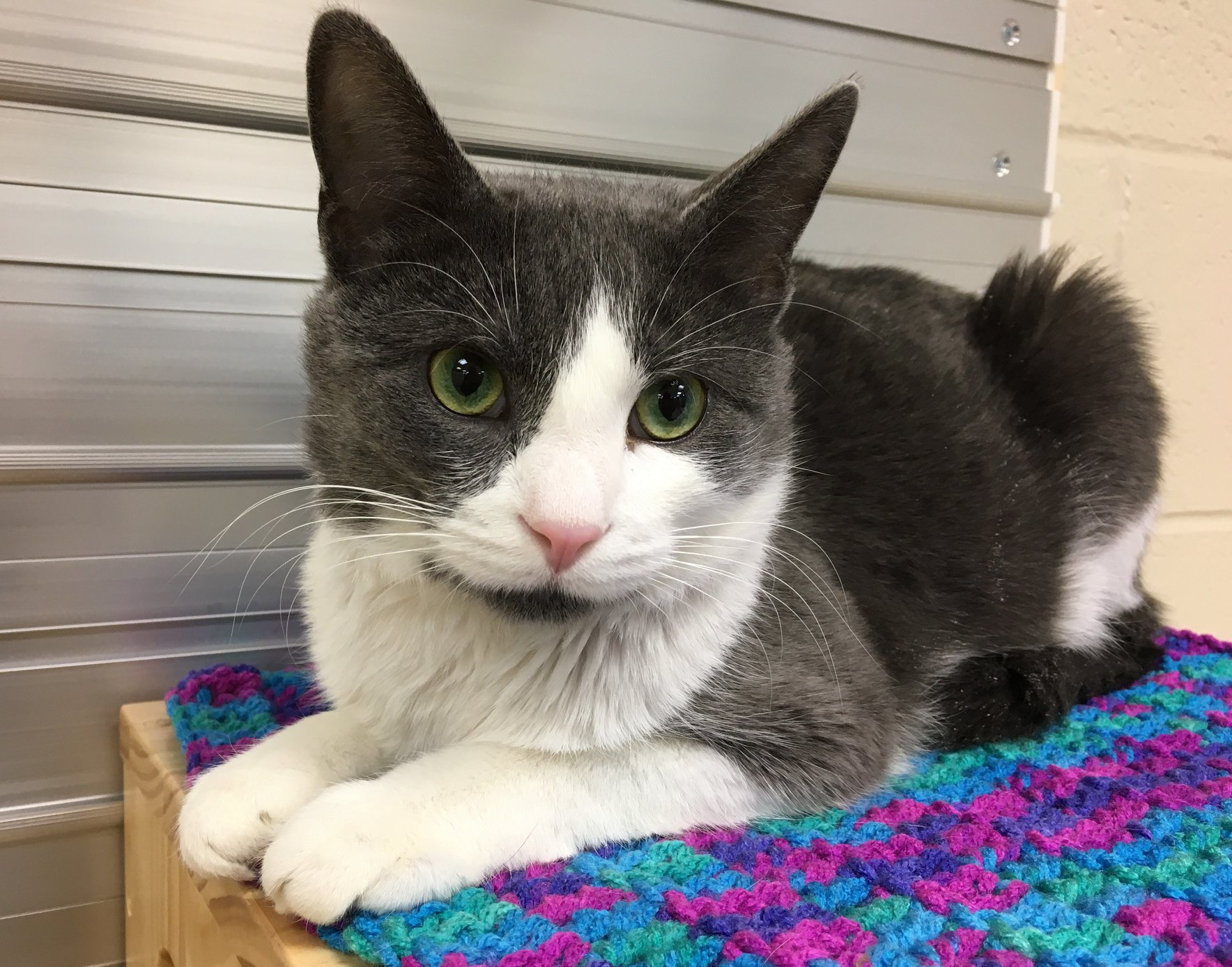 Meet Evil Larry, adoptable cat at Lawrence Humane