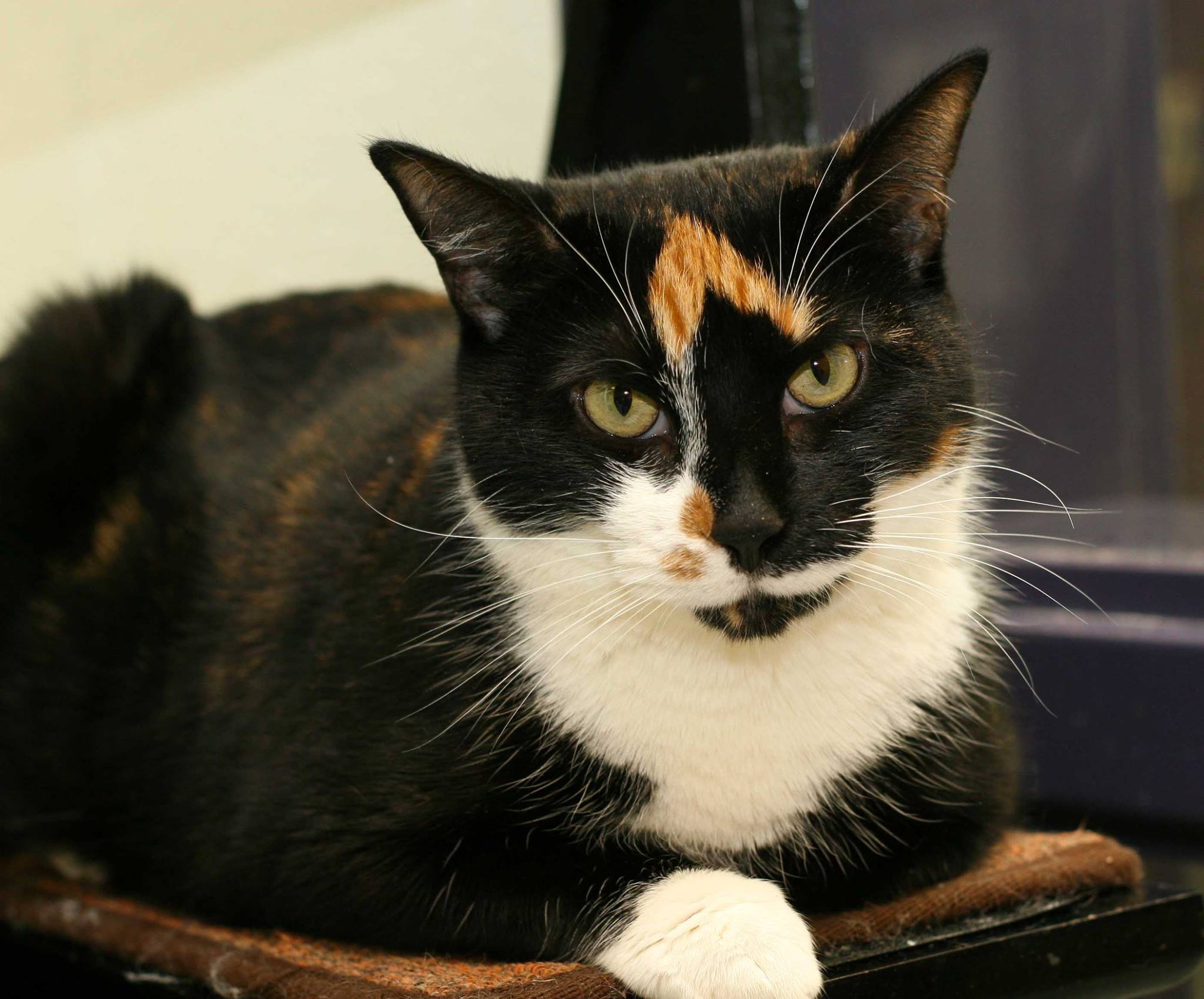 Meet our Pet of the Week:... - Charlottesville-Albemarle SPCA
