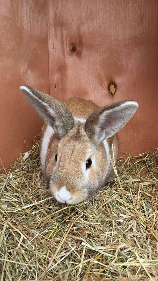 🐇🐇 Rabbit Awareness... - Clifton Villa Veterinary Surgery