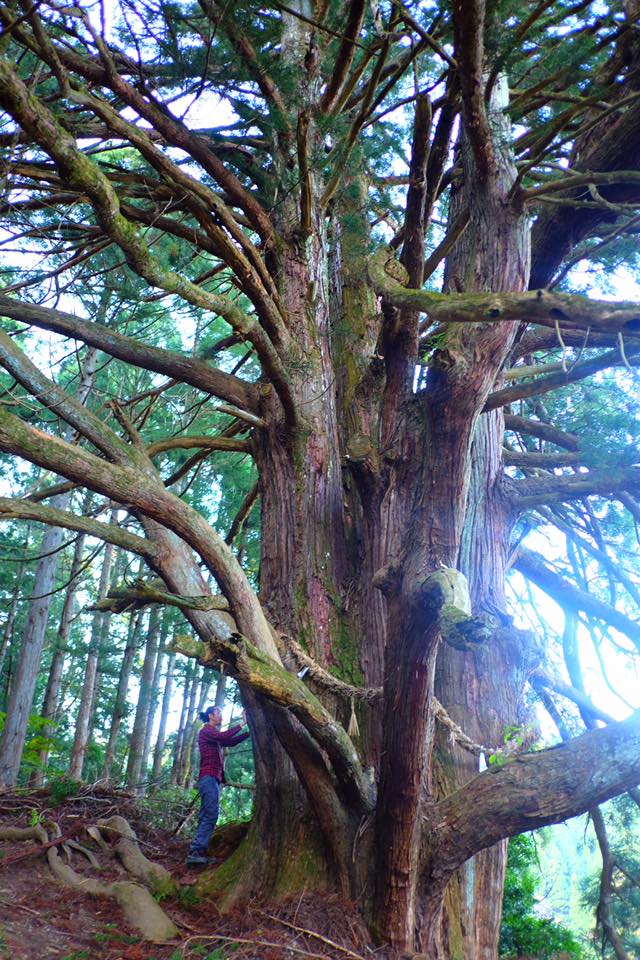 An Ancient Japanese cedar or Sugi (Cryptomeria japonica)