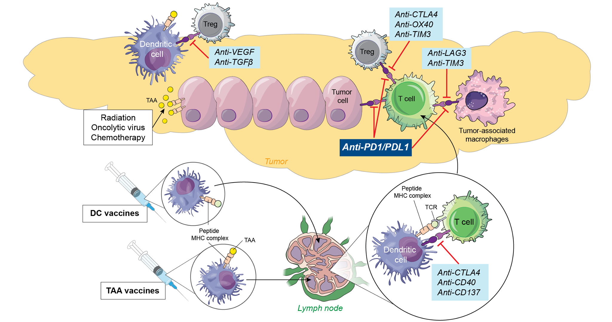 Targets for immunotherapy of liver... - JOURNAL OF HEPATOLOGY | Facebook
