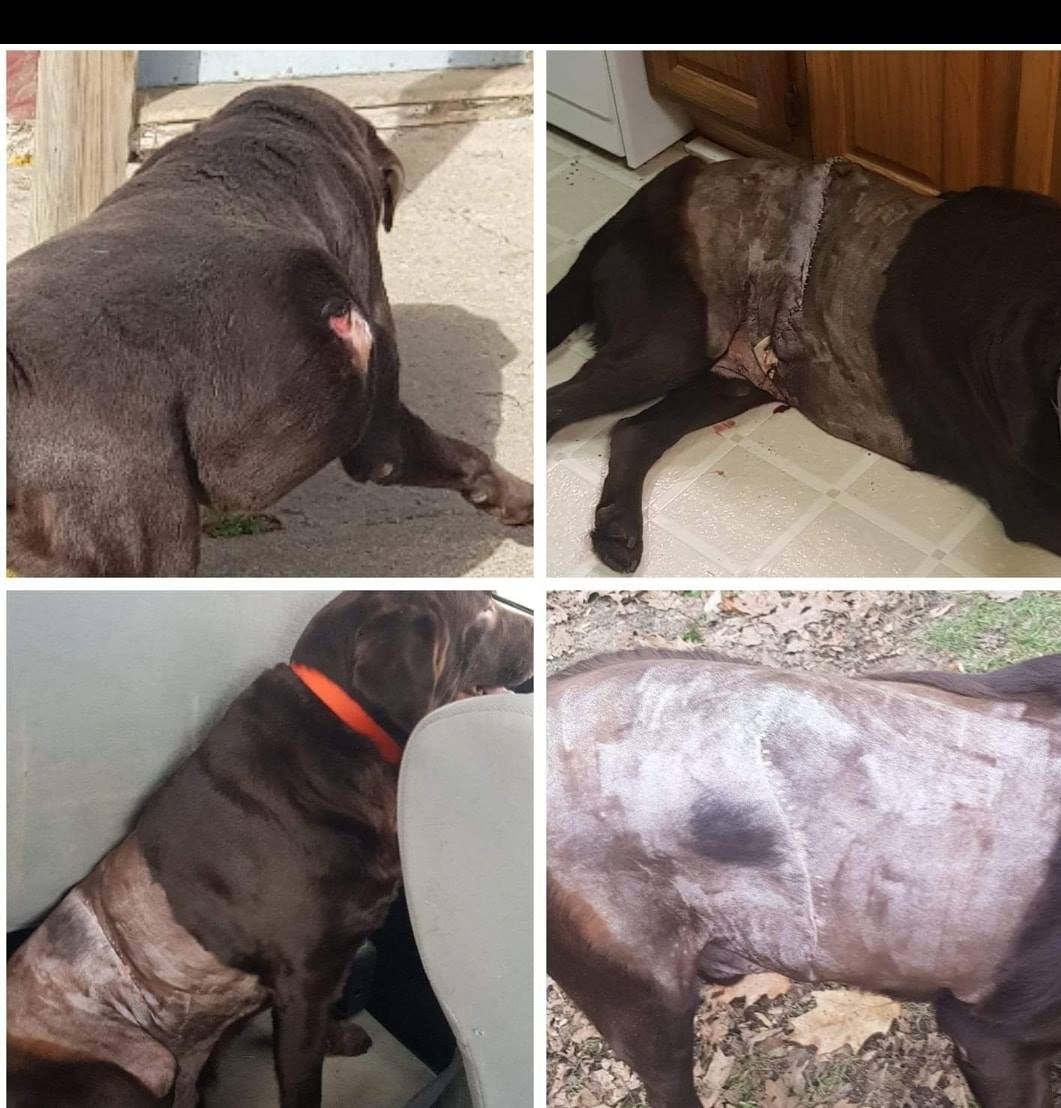 Jefferson County Humane Society removes 9.2 pound tumor