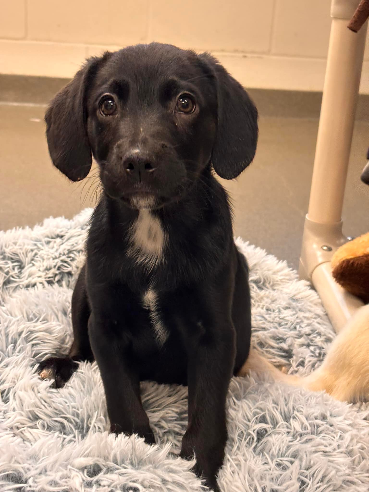 WE HAVE BUGS!! Just kidding they are actually puppies apparently. These ...