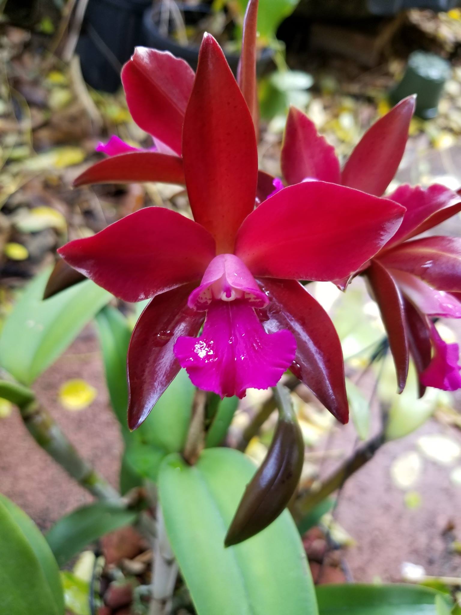 Cattlianthe Sagarik Wax Cattleya Summerland Girl x Cattlianthe