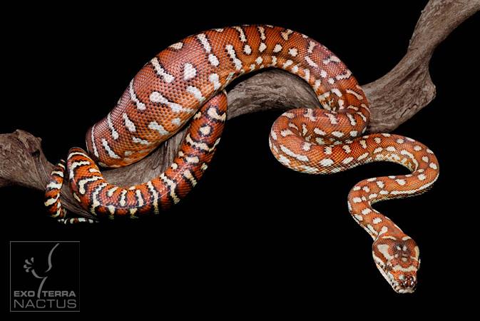 Exo Terra - Bredl's Python (Morelia bredli) only occurs in the arid ...
