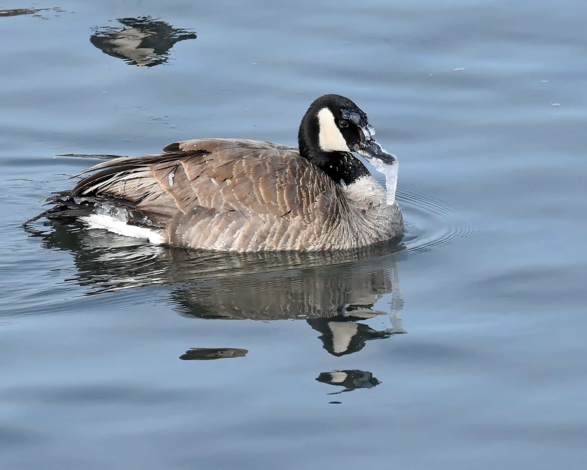 Will a Canadian Goose be able to survive the cold weather in Edmonton?