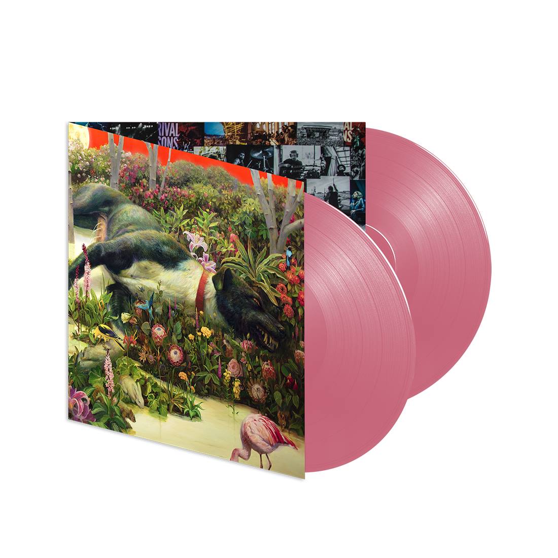 Limited Edition FERAL ROOTS Pink Opaque vinyl - available only in
