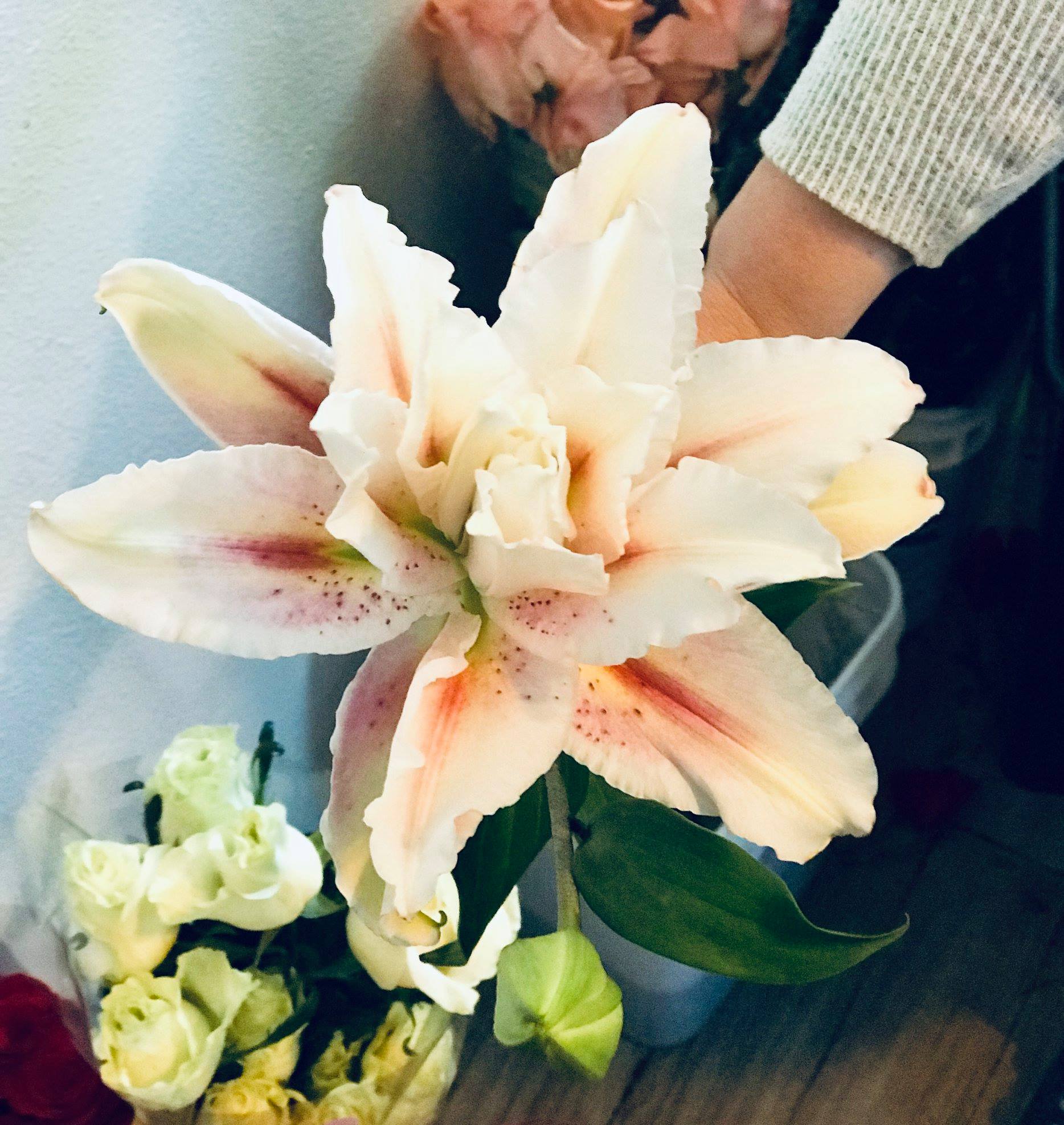 Lily flower remains beautiful