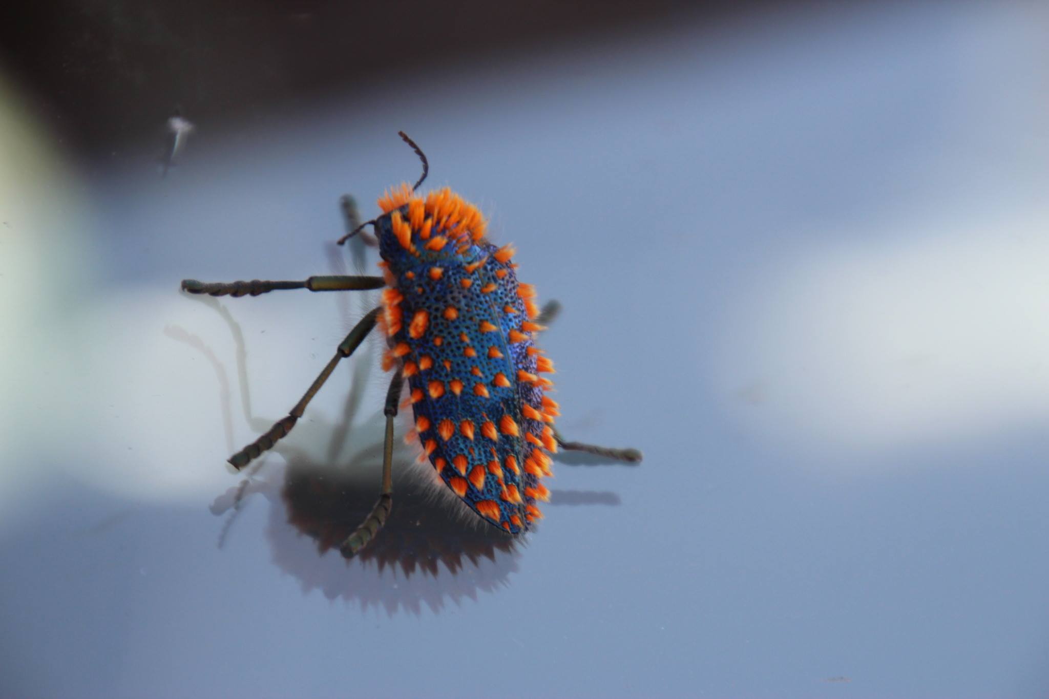 南アフリカ産 Julodis viridipes　27mm It's the first Julodis viridipes beetle posted to iNaturalist, and