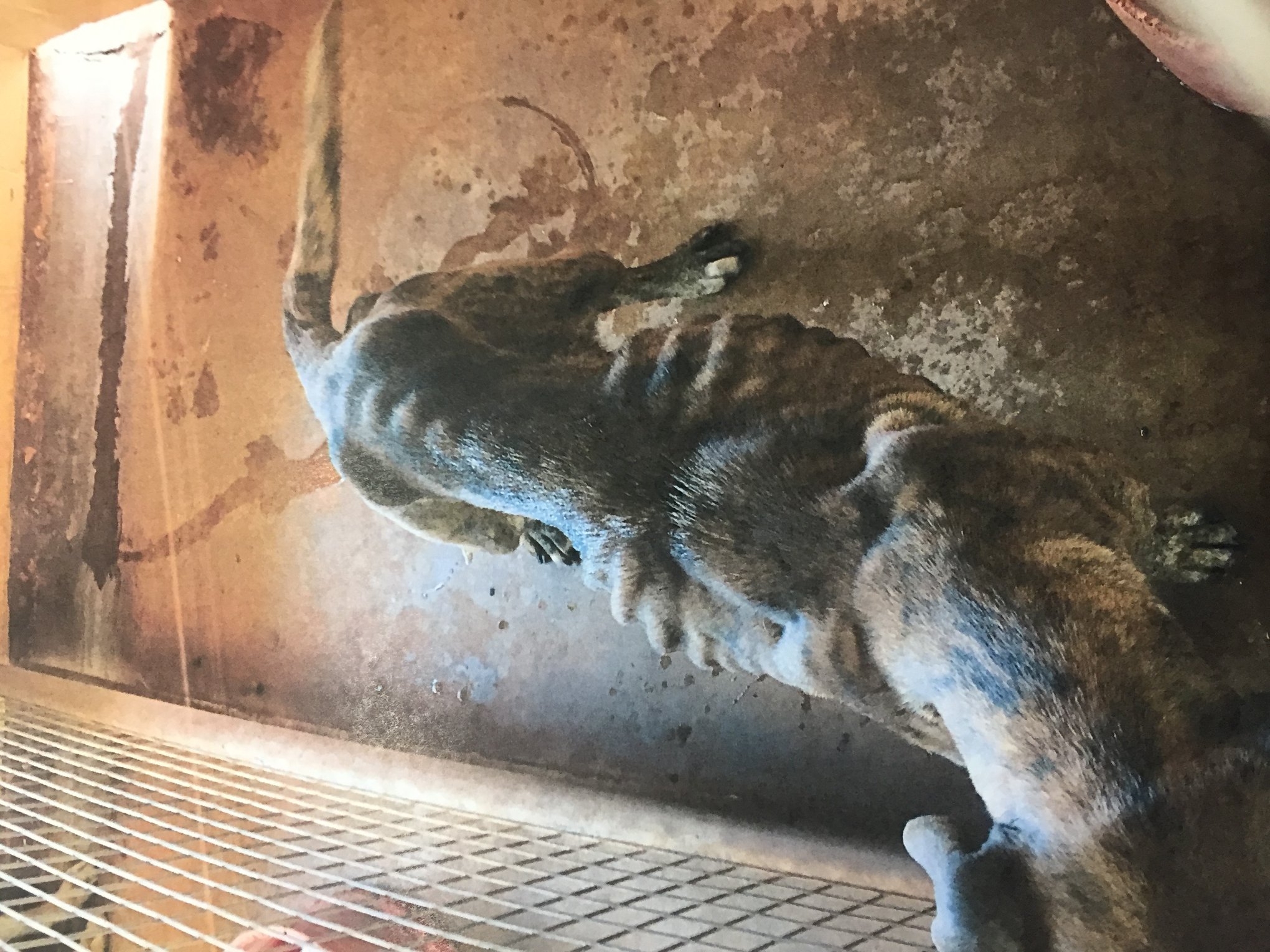 ABC Pilbara - BEFORE AND AFTER PICS OF DOG NEGLECT 😱 A...