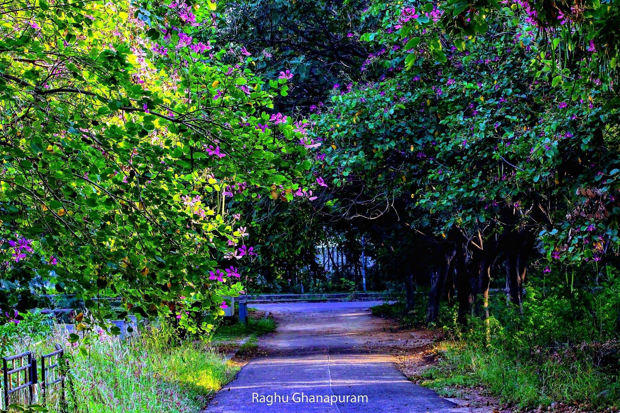University - Flower Trees: Bauhinia purpurea Common name: Butterfly ...
