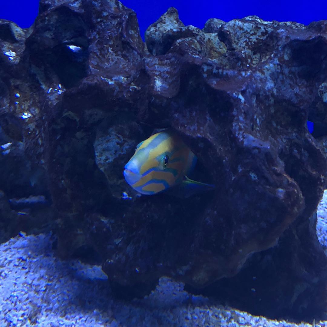 MemFish - Our new Male Banana Wrasse has quite the...