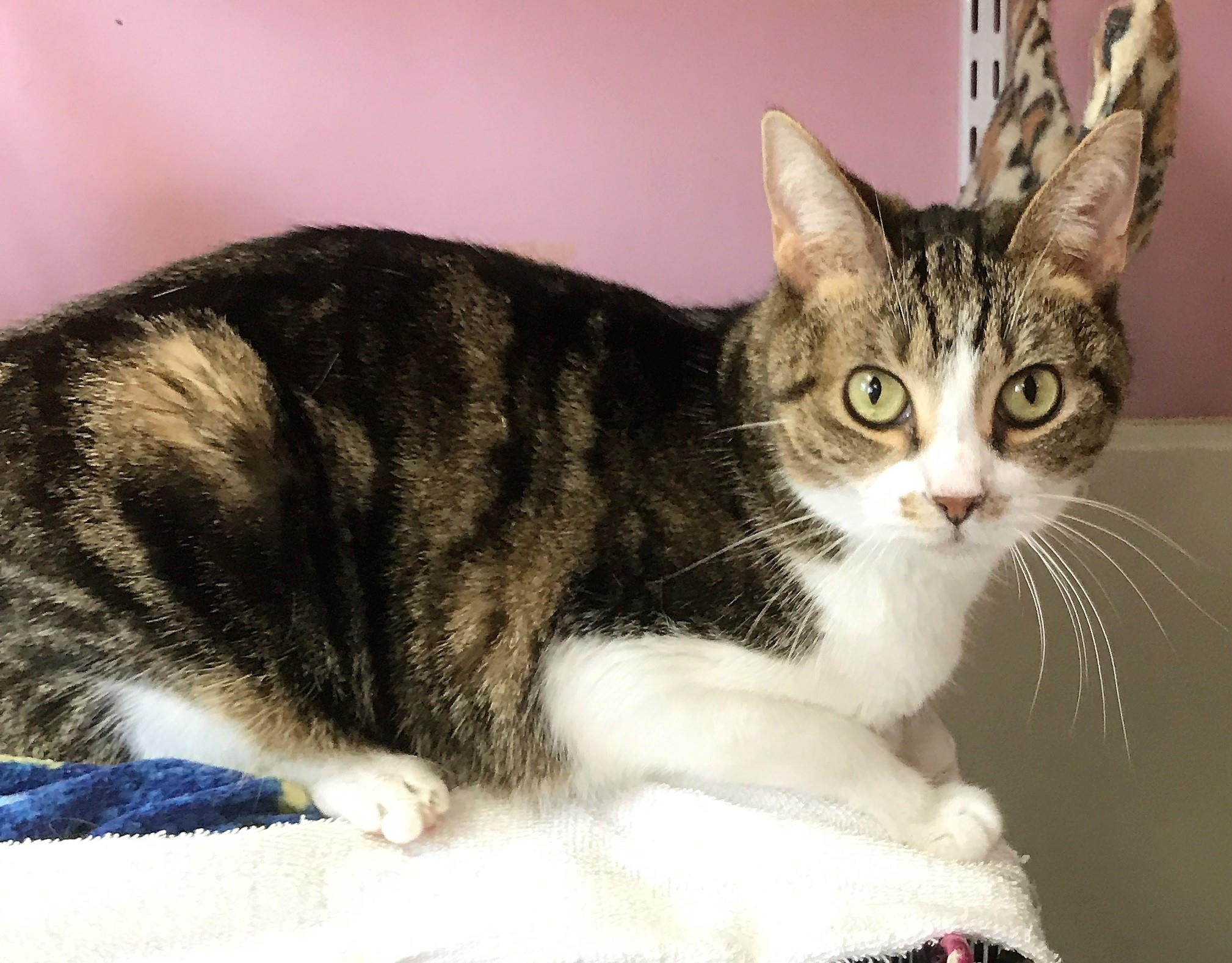 Furry Feature of the Week – Mimi! Meet Mimi! Mimi is a beautiful