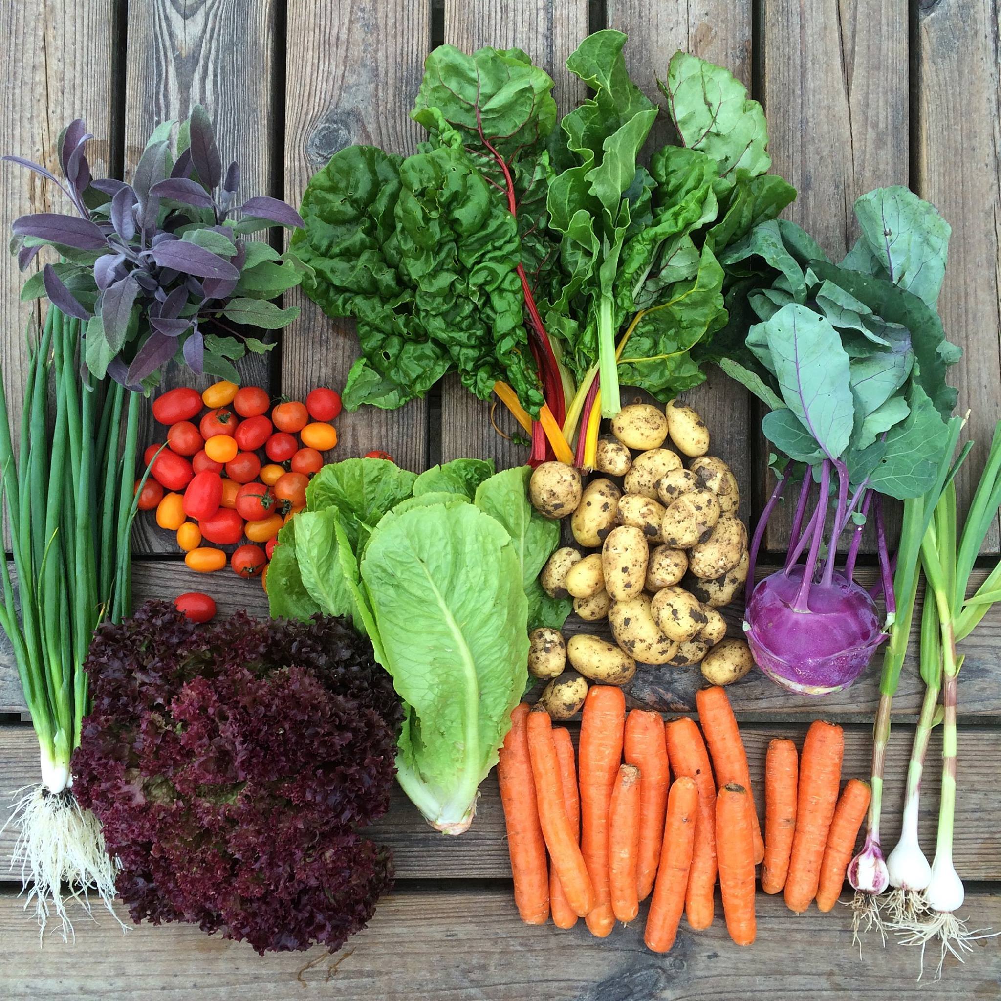 Spidsroden - 🥕BIODYNAMISKE GRØNTSAGER🥕 Fra næste uge udvider vi ...