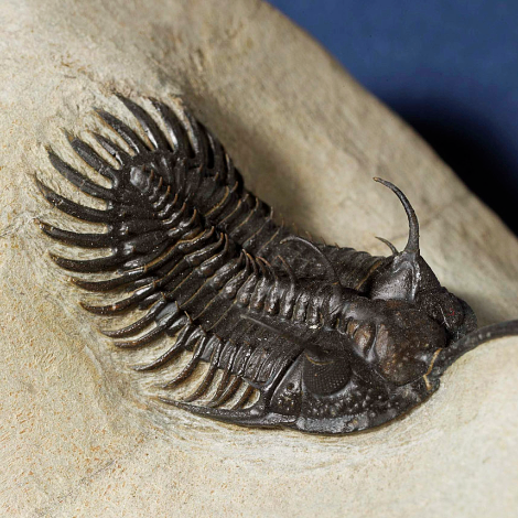 Royal Ontario Museum - Fossil Friday: Trilobite fossil, Walliserops ...