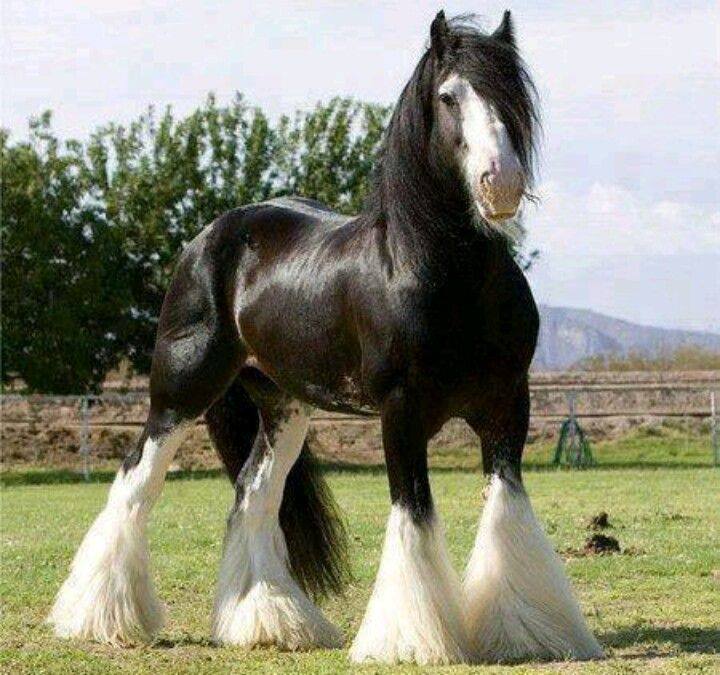 Beautiful Breeds - Meet The Shire... - Triple R Horse Rescue | Facebook