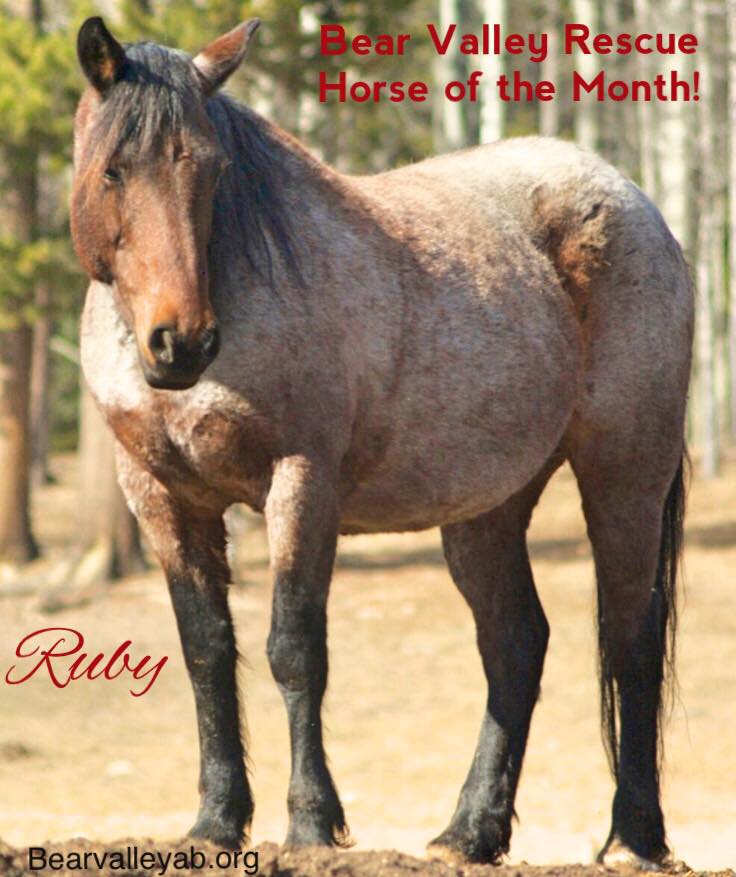Horse of the month is Ruby, a roan... - Bear Valley Rescue