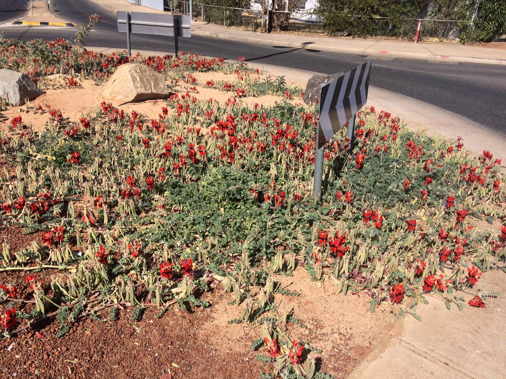 The Sturt's Desert Pea, Swainsona... - ABC Alice Springs