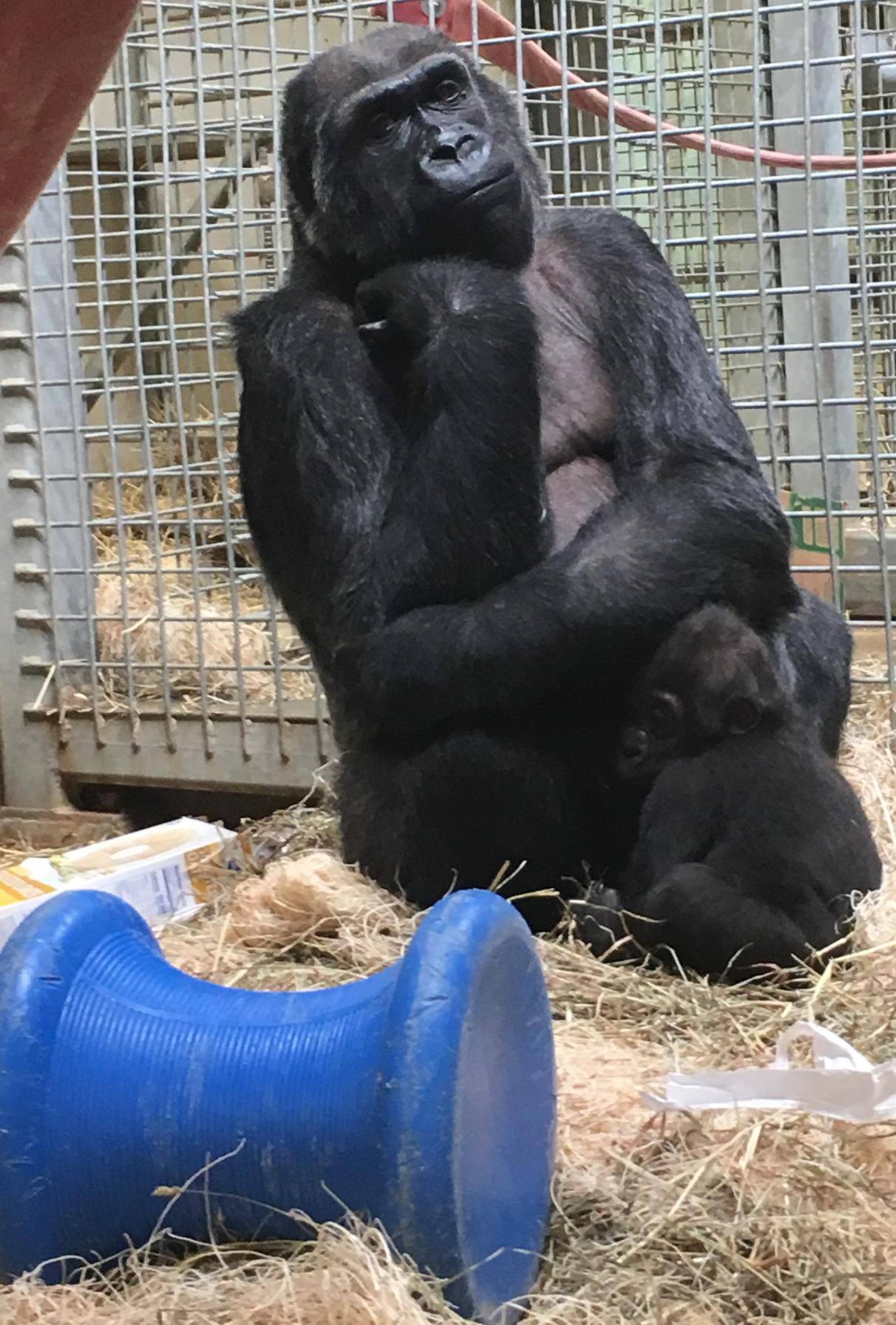 Baby Gorilla Update: 9-month-old Zahra has been introduced to Toni