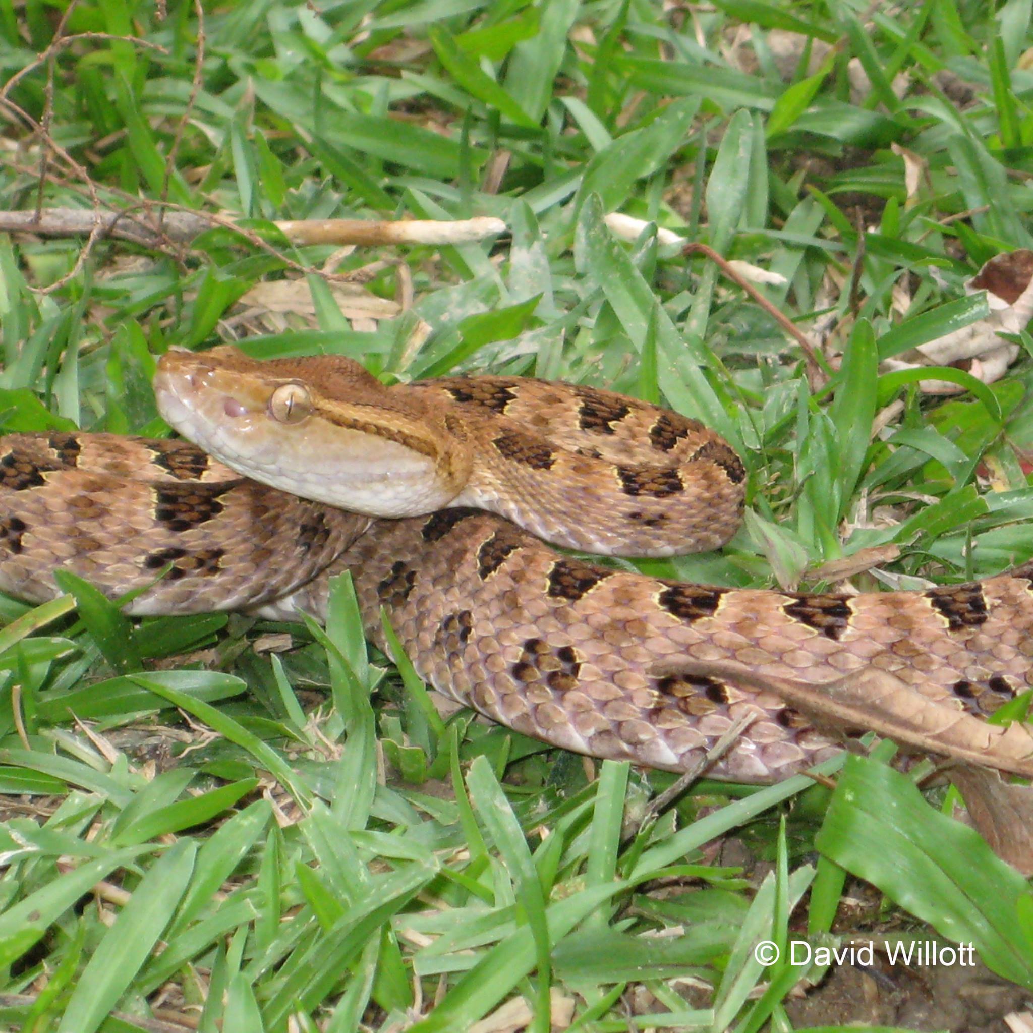 WWF - A rare visitor 🐍 Celebrated HK snake catcher David Willott ...
