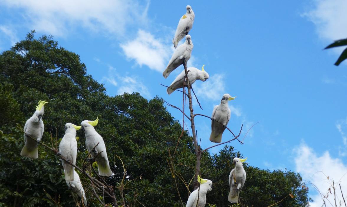 We've heard of a murder of... - Botanic Gardens of Sydney