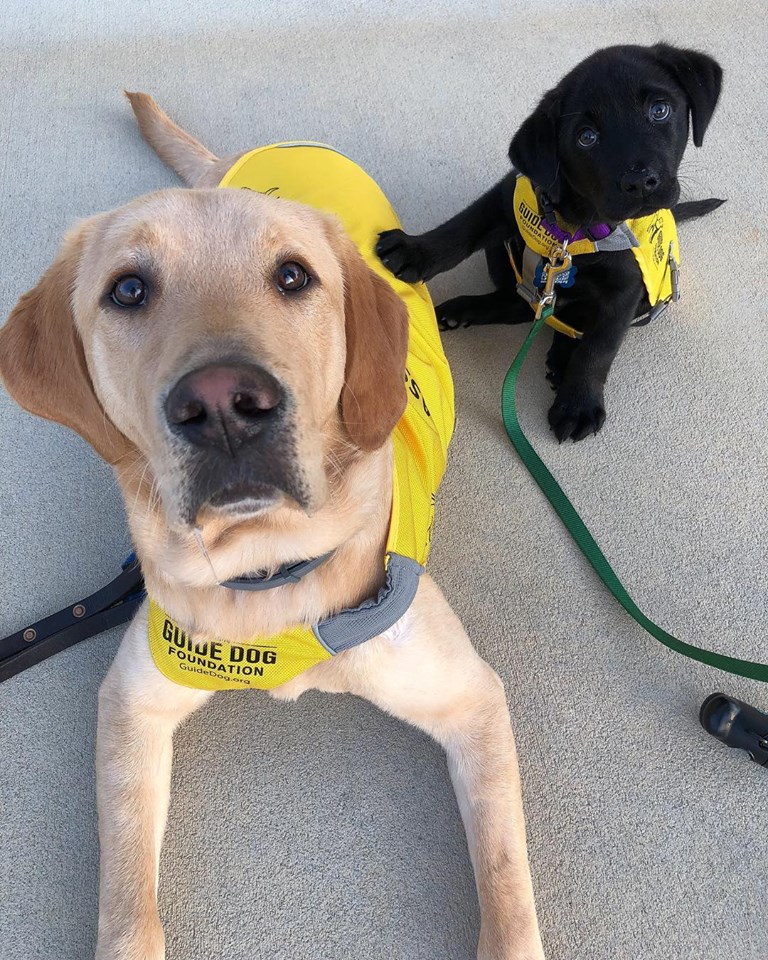 Happy Friday from... - Guide Dog Foundation for the Blind