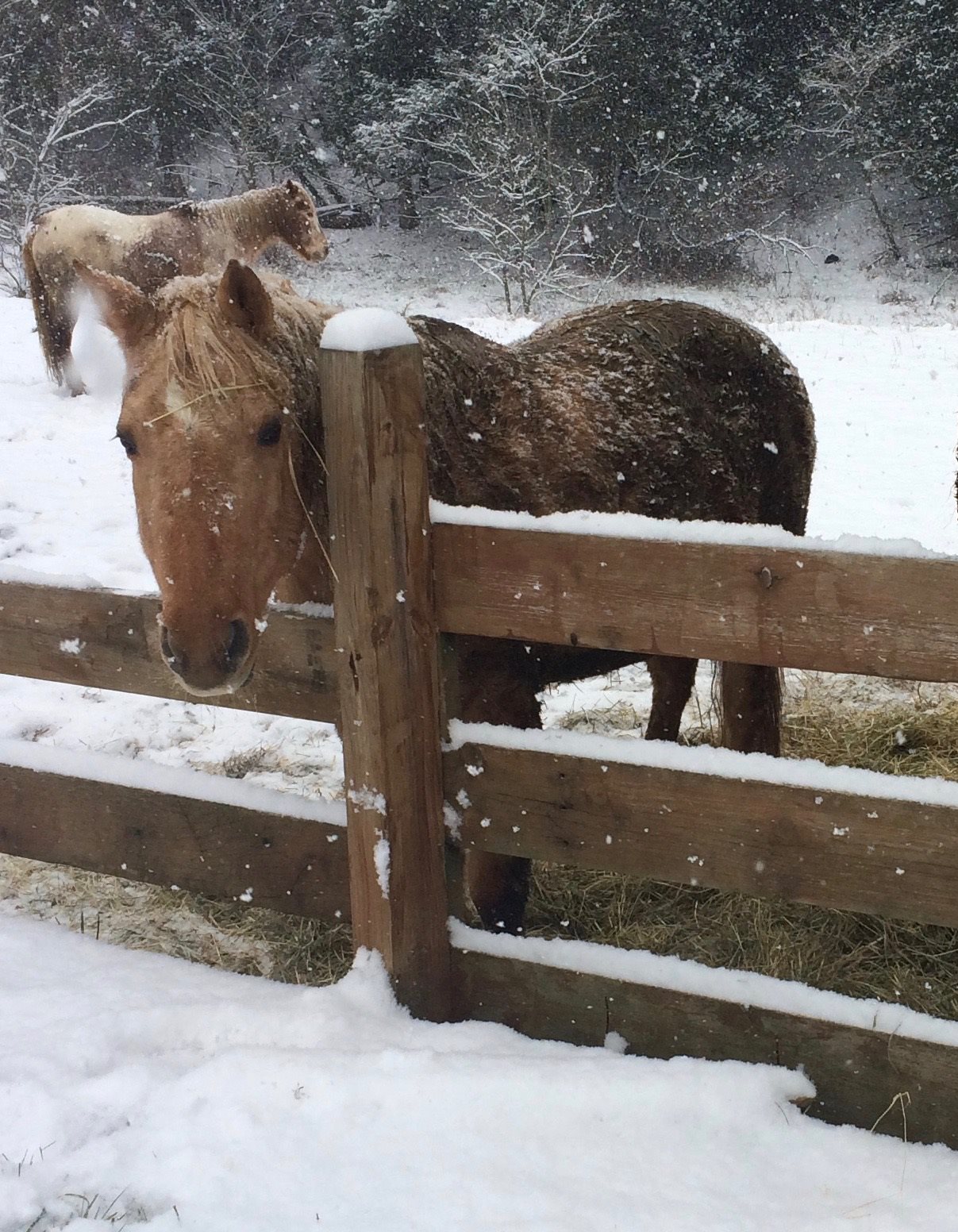 Sad news today. We lost... - Black River Farm and Ranch | Facebook